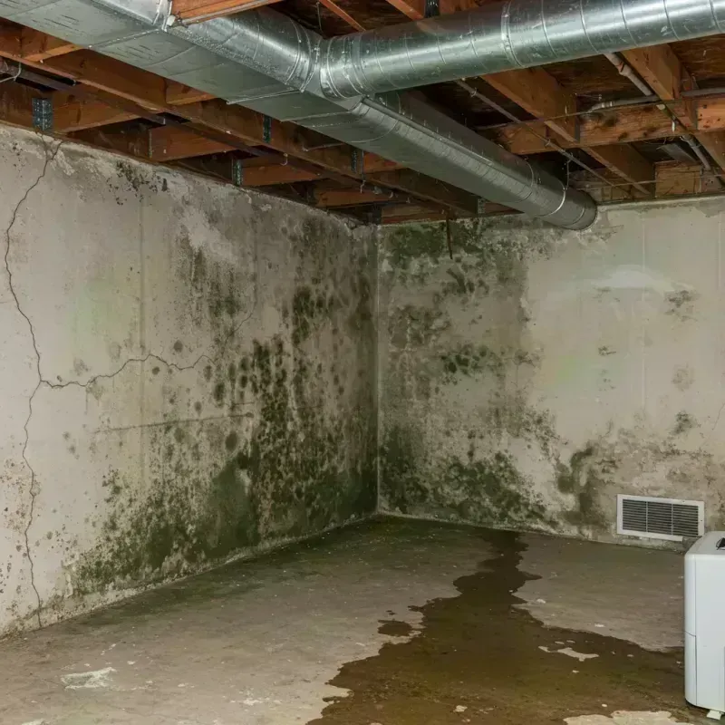 Professional Mold Removal in Mercer County, KY